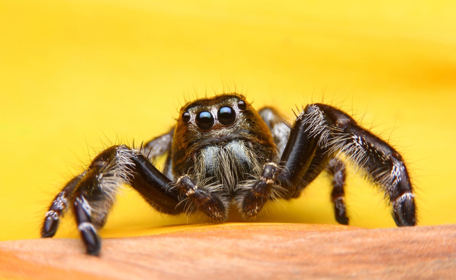 Mal di testa causato da un ragno nell'orecchio: ecco tutte le cause più strane