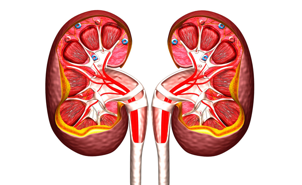 reni: la funzionalità