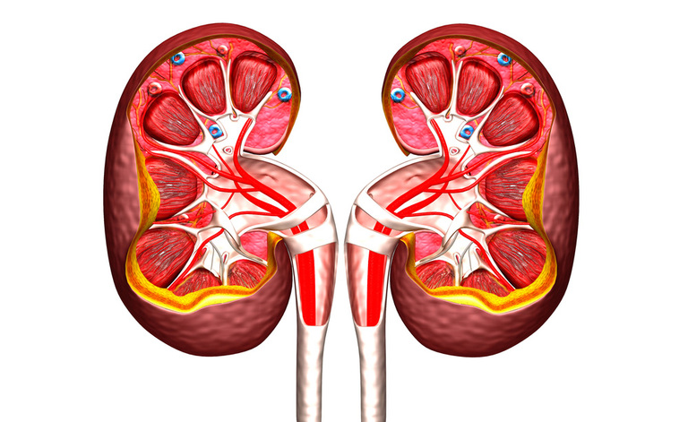 reni: la funzionalità