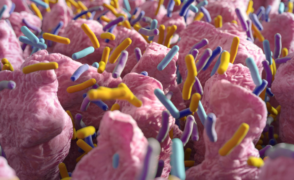 flora intestinale: cosa è e come è composta