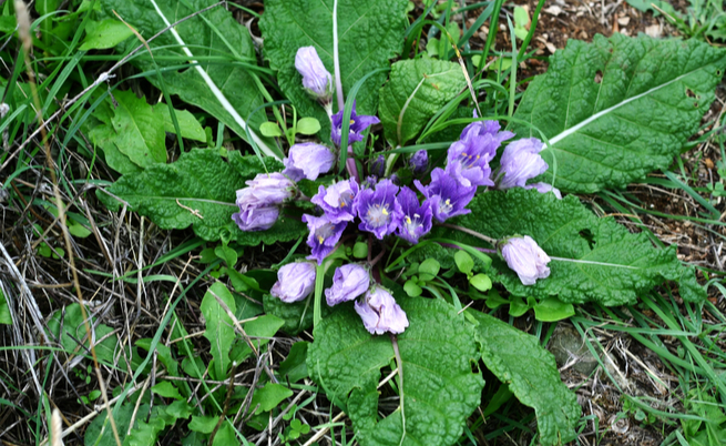 Gli effetti della mandragora