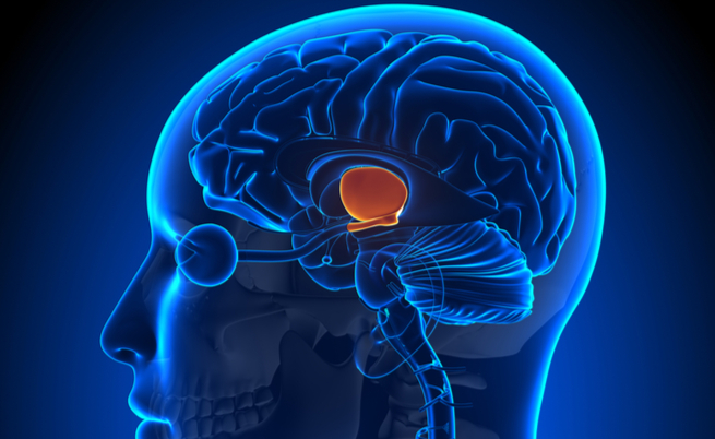 Aumentare il senso di sazietà: il controllo avviene nell'ipotalamo