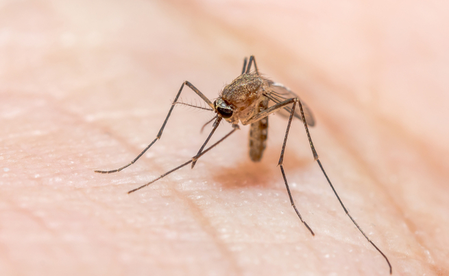 Malaria a Trento: la storia di Sofia Zago