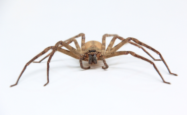 Muore dopo il morso di un ragno violino: succede a Cagliari