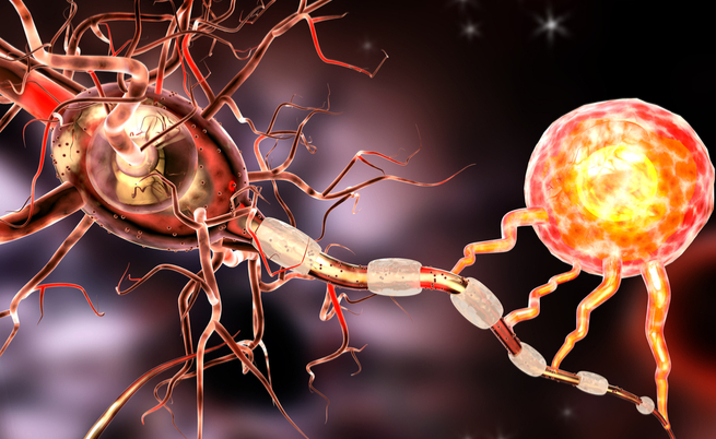 Dalla flora intestinale un batterio per proteggerci dalla sclerosi multipla