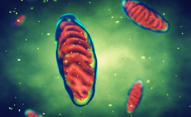 malattie mitocondriali e il caso di Charlie Gard: vediamo di cosa si tratta