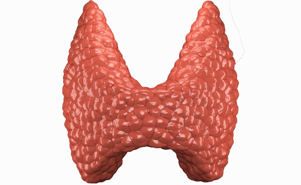 tiroide: come funziona
