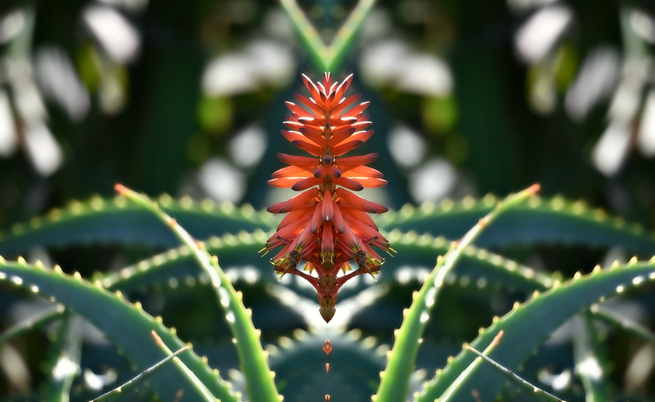 La pianta di aloe vera