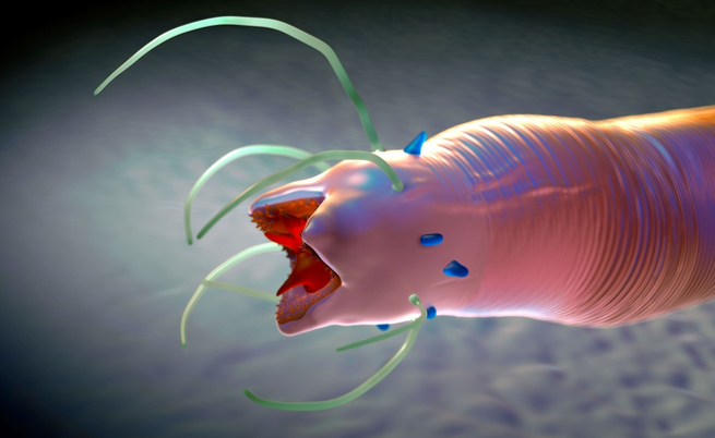 Assumere pesce crudo può portare a contrarre infezioni batteriche: ecco perché