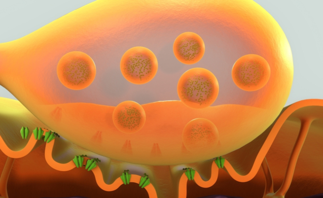 I sintomi della SLA, la malattia che colpisce i motoneuroni di midollo spinale e cervello