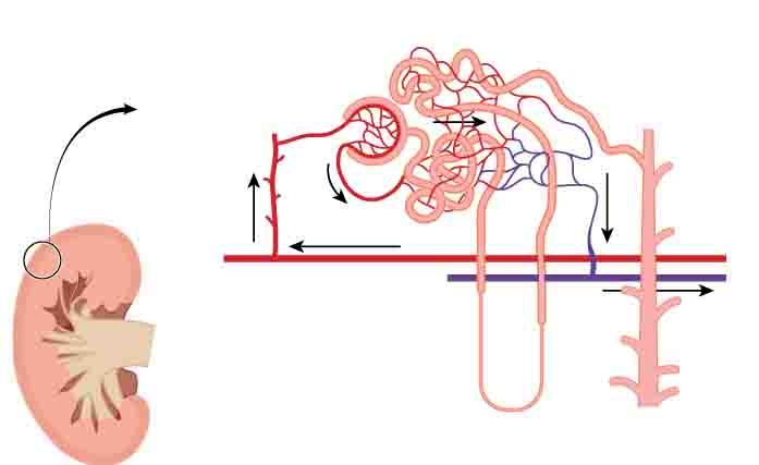 La funzionalità renale