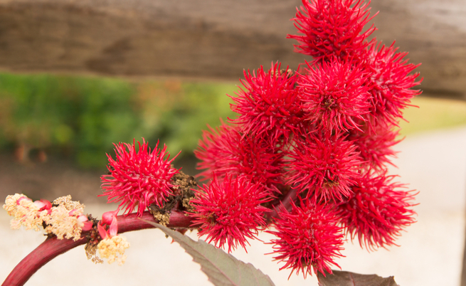 Come utilizzare l'olio di ricino: tutti i benefici