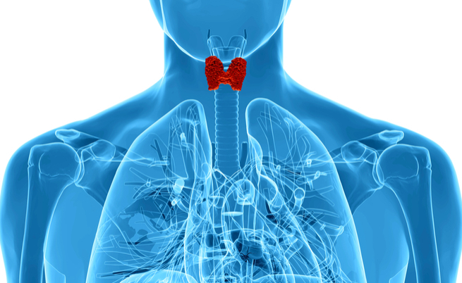Tiroide: sintomi, cure e diagnosi