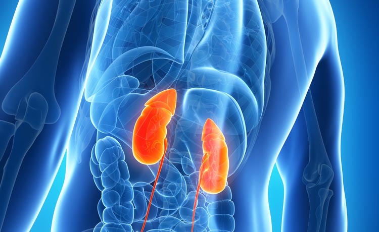 malattia renale: la bilirubina alta potrebbe aiutare nella cura