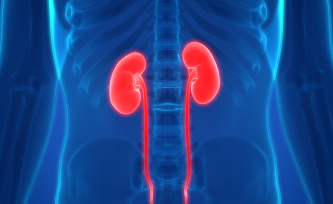 Tumore al rene: bene l'immunoterapia