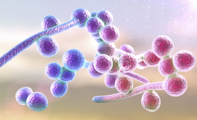 Candida e HIV