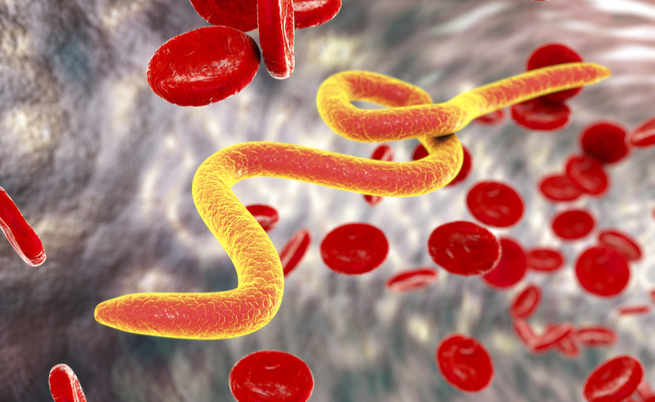 Nematodi e vermi intestinali