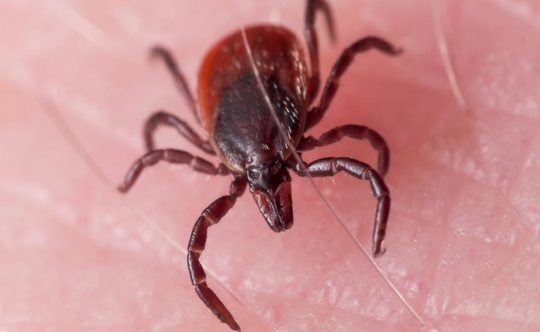 zecche: il pericoloso virus trasmesso