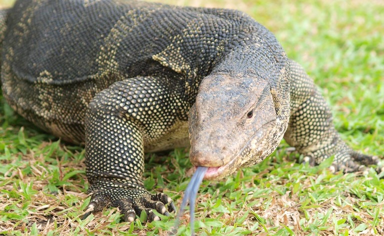 drago di Komodo: dal sangue un nuovo antibiotico