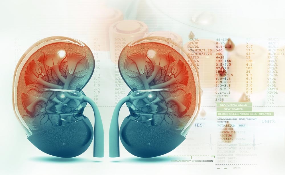 malattia renale cronica: cosa fare per trattare il disturbo