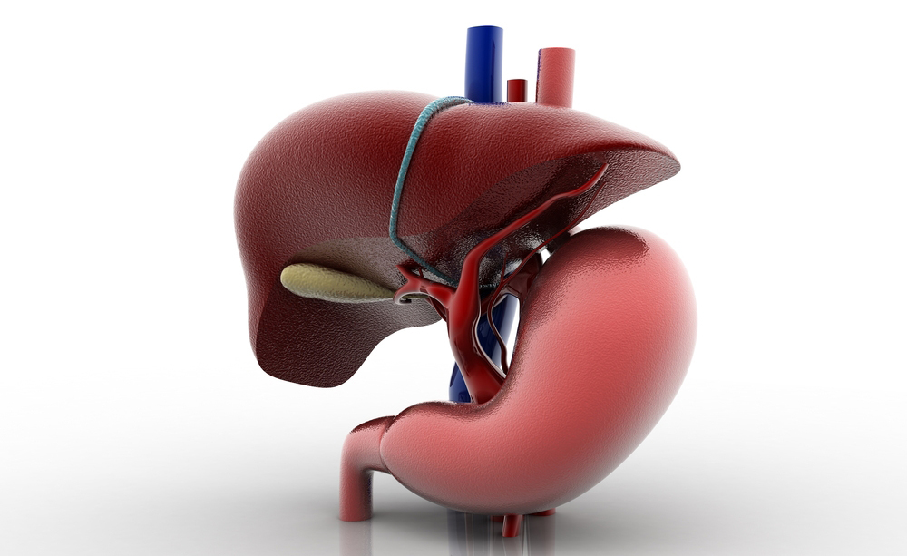 fegato grasso: le cause e come trattarlo con un batterio