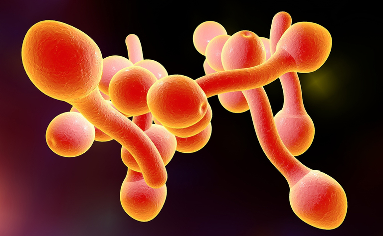 candida e ciclo mestruale: cosa accade durante le mestruazioni