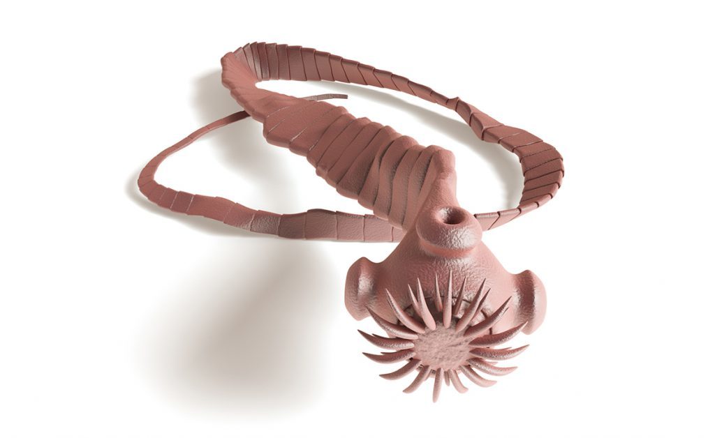 tenia: le cause e i sintomi del verme solitario