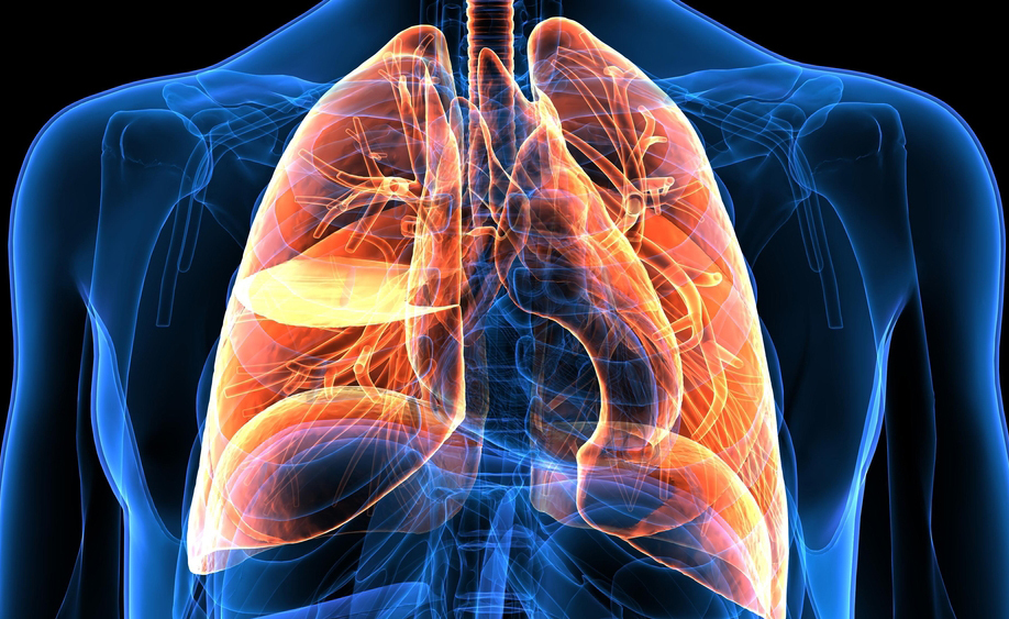 polmoni e produzione di sangue