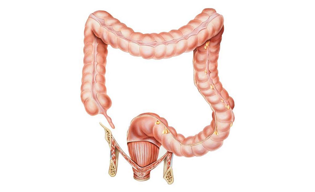 appendice come uretere: un trapianto è stato possibile per una bambina di 2 anni