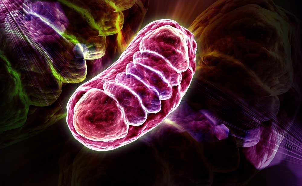mitocondri: studiata la loro attività per capire le cause del Parkinson