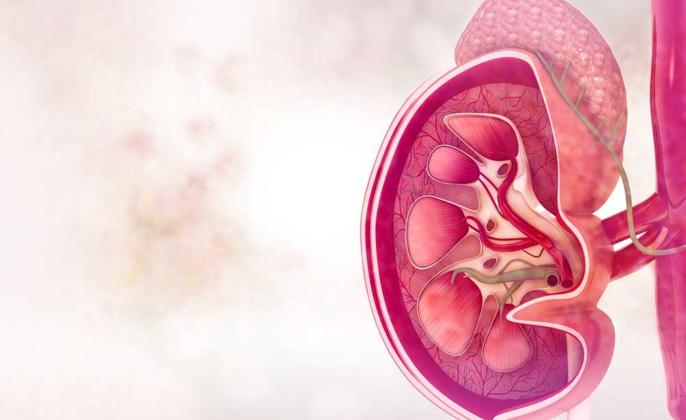 tutta la verità e il falso sui trapianti di rene