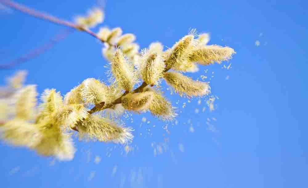 allergia ai pollini: pingitore ci spiega cosa è e come prevenirla