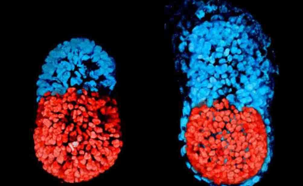 embrione artificiale di topo creato per la prima volta