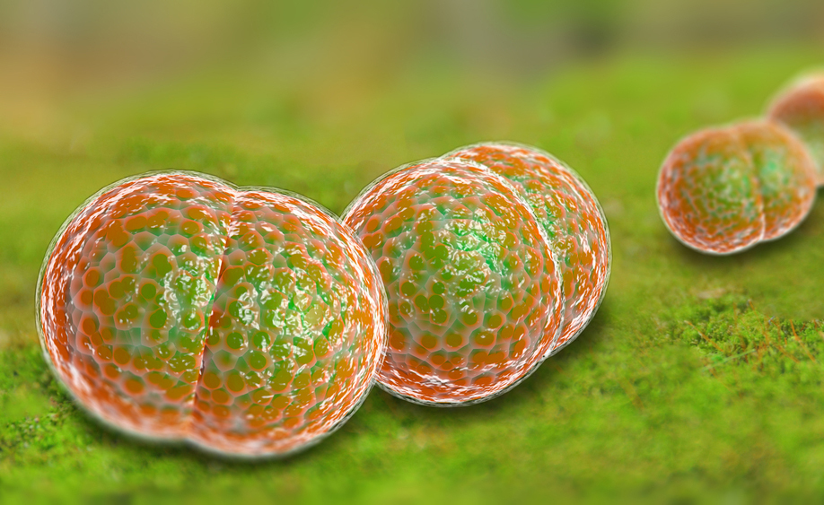 meningite: i sintomi e le cure della malattia