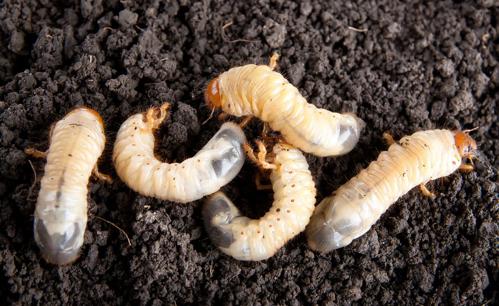 larve: una terapia efficace contro le malattie cardiovascolari