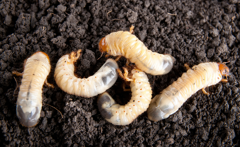 larve: una terapia efficace contro le malattie cardiovascolari