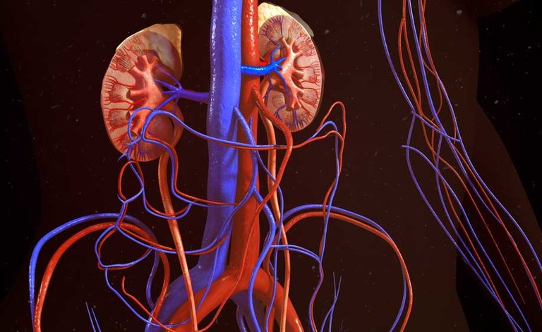 Azotemia e creatinina alte spia di insufficienza renale