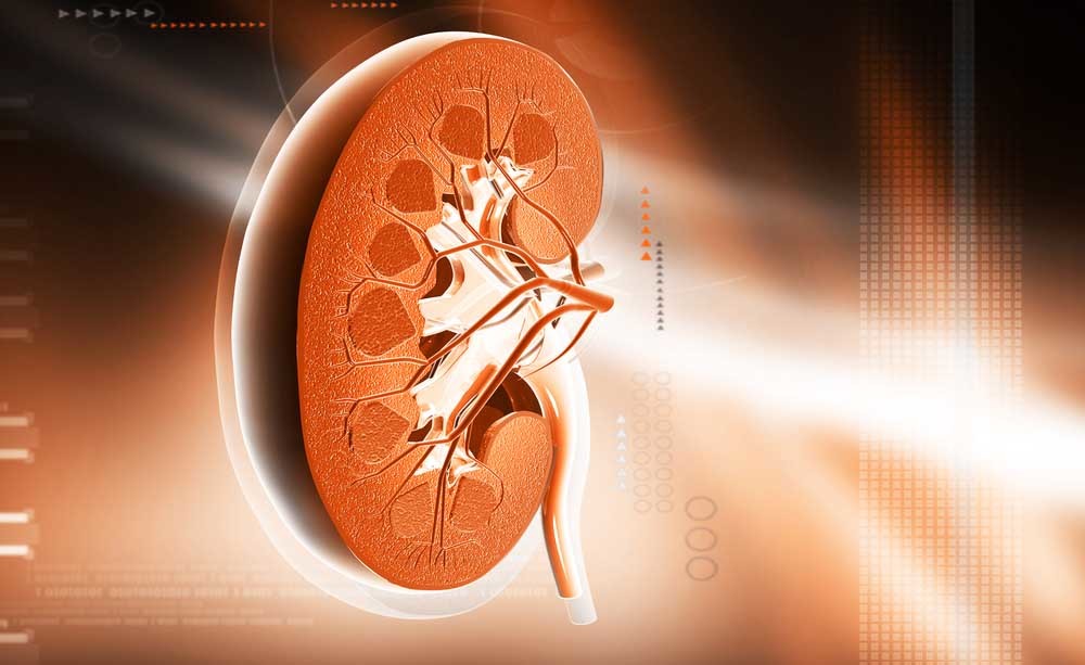 insufficienza renale: i reni