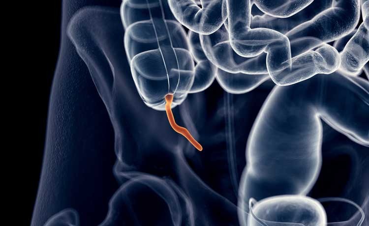 appendice: a cosa serve