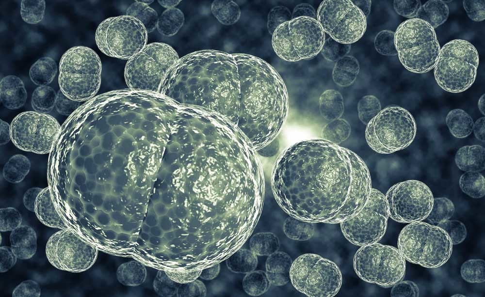 meningococco: il vaccino