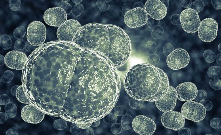 meningococco: il vaccino