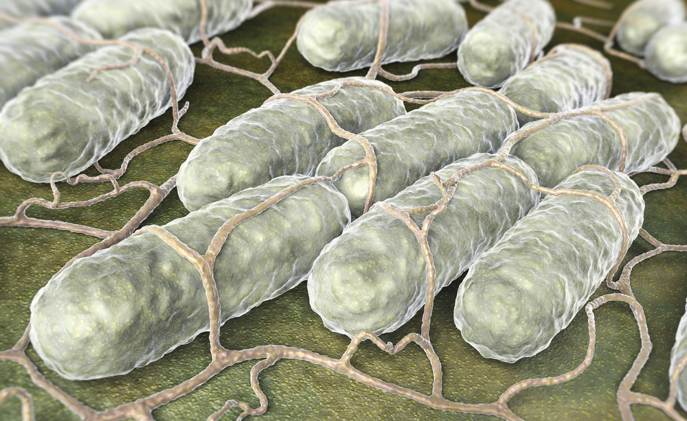 salmonella: come si contagia