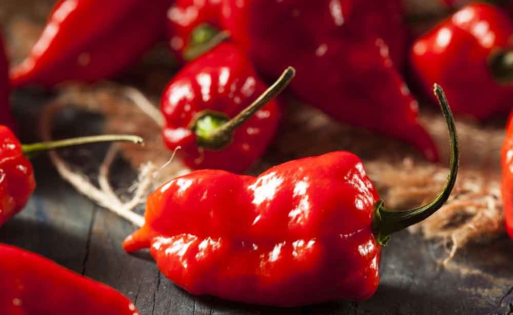Bhut Jolokia: i rischi del peperoncino