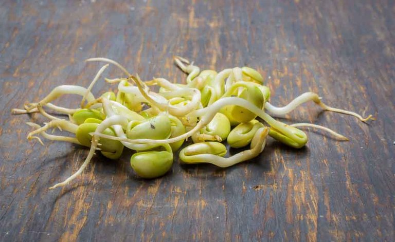 germogli: perché fanno bene alla salute