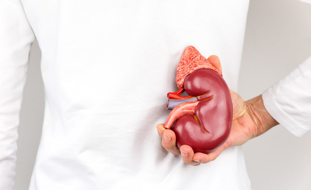 Salute dei reni: ecco come fare per rimanere in forma!