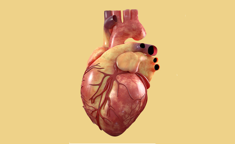 cuore: il primo battito