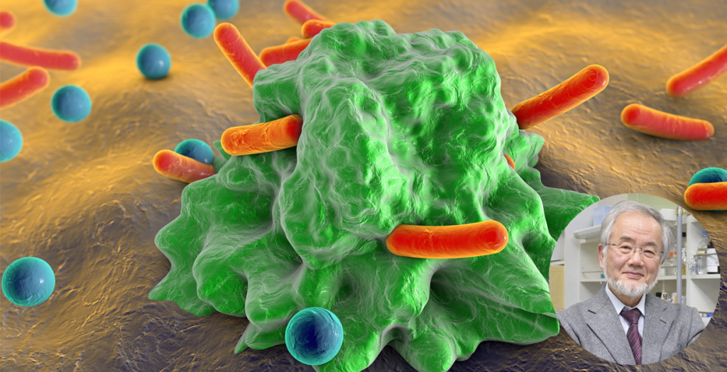 ohsumi: Nobel per la medicina