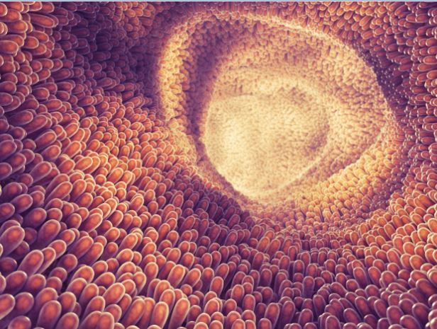 Esame delle feci: a cosa serve