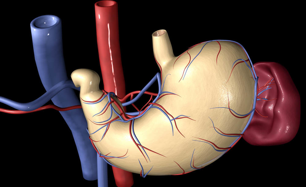 bypass gastrico: la sua funzione