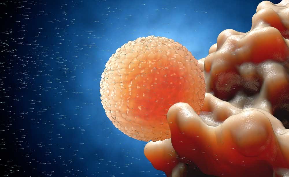 Ovulo: inseminazione artificiale